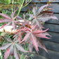 Acer palmatum 'Sumi-nagashi' | Japanese maple 'Sumi-nagashi' - 220-230cm, 35lt