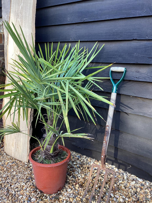 Trachycarpus fortunei | Chinese Windmill Palm - 80-100cm, 25lt