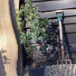 Cotinus coggygria Smokey Joe | Smoke tree ‘Smokey Joe’ - 30-50cm, 10lt