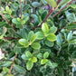 Ilex crenata 'Green Hedger' - 80-90cm - 10lt