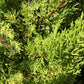Cupressus macrocarpa 'Goldcrest' | Monterey cypress - Pyramid - 180-190cm, 20lt