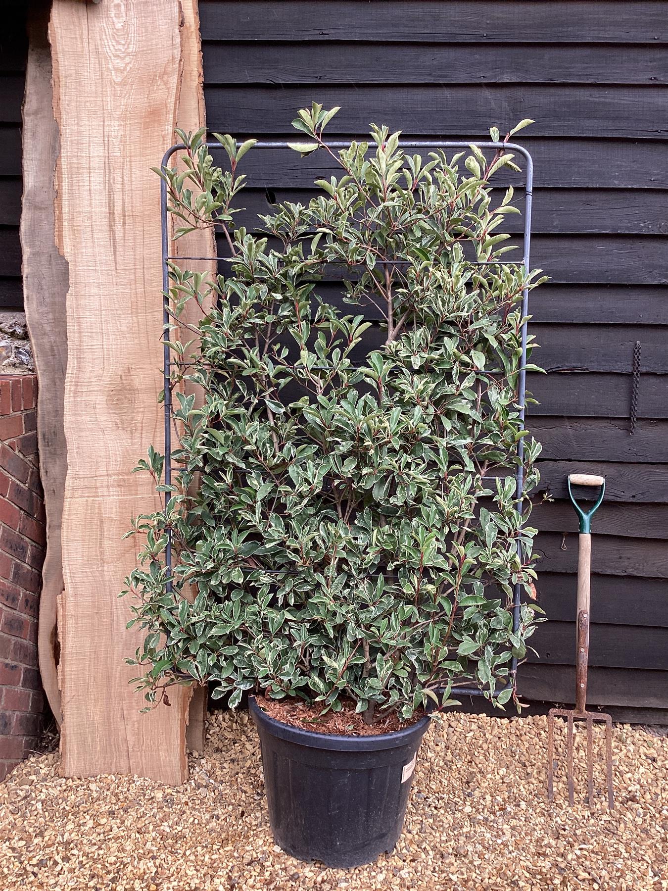 Photinia Pink Marble ('Cassini') | Christmas Berry Pink Marble - Frame - 165-175cm, 45lt