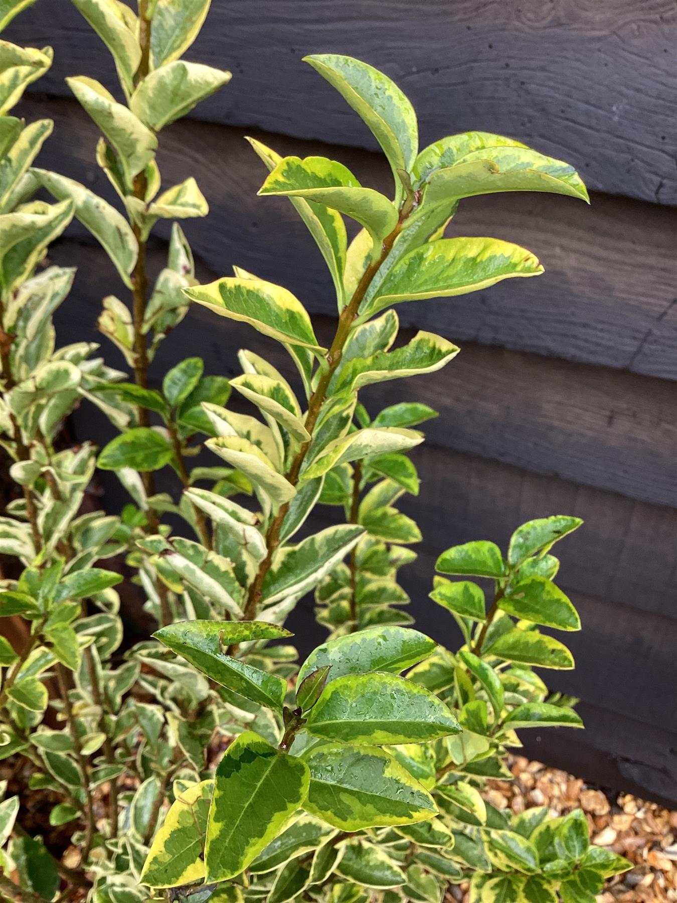 Ligustrum ovalifolium 'Aureum' | Golden Privet