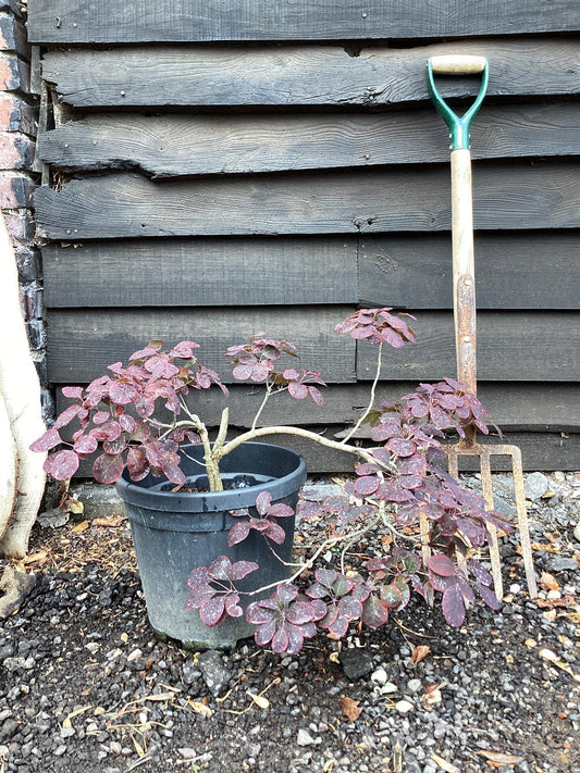 Cotinus Coggygria Royal Purple - 50/100cm, 15lt