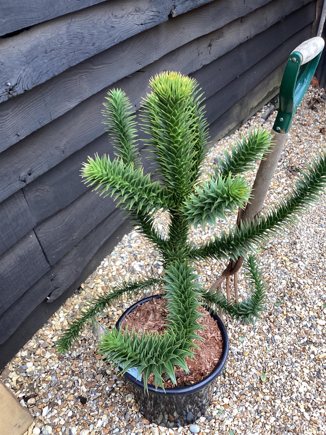 Araucaria araucana | Monkey Puzzle - 110-120cm - 15lt