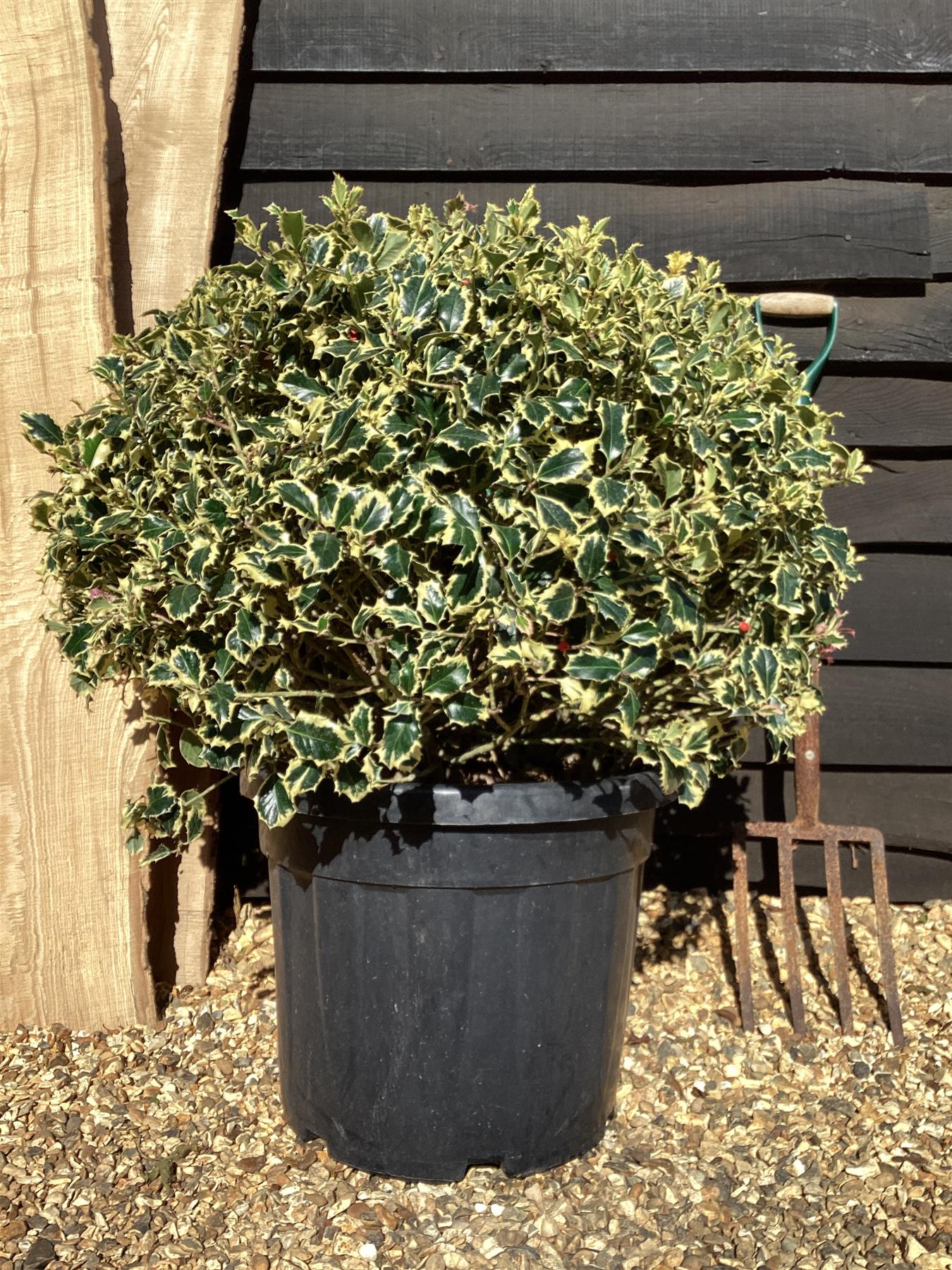 Ilex aquifolium 'Argentea Marginata' | Silver-Margined Holly - Ball - 100cm, 45lt