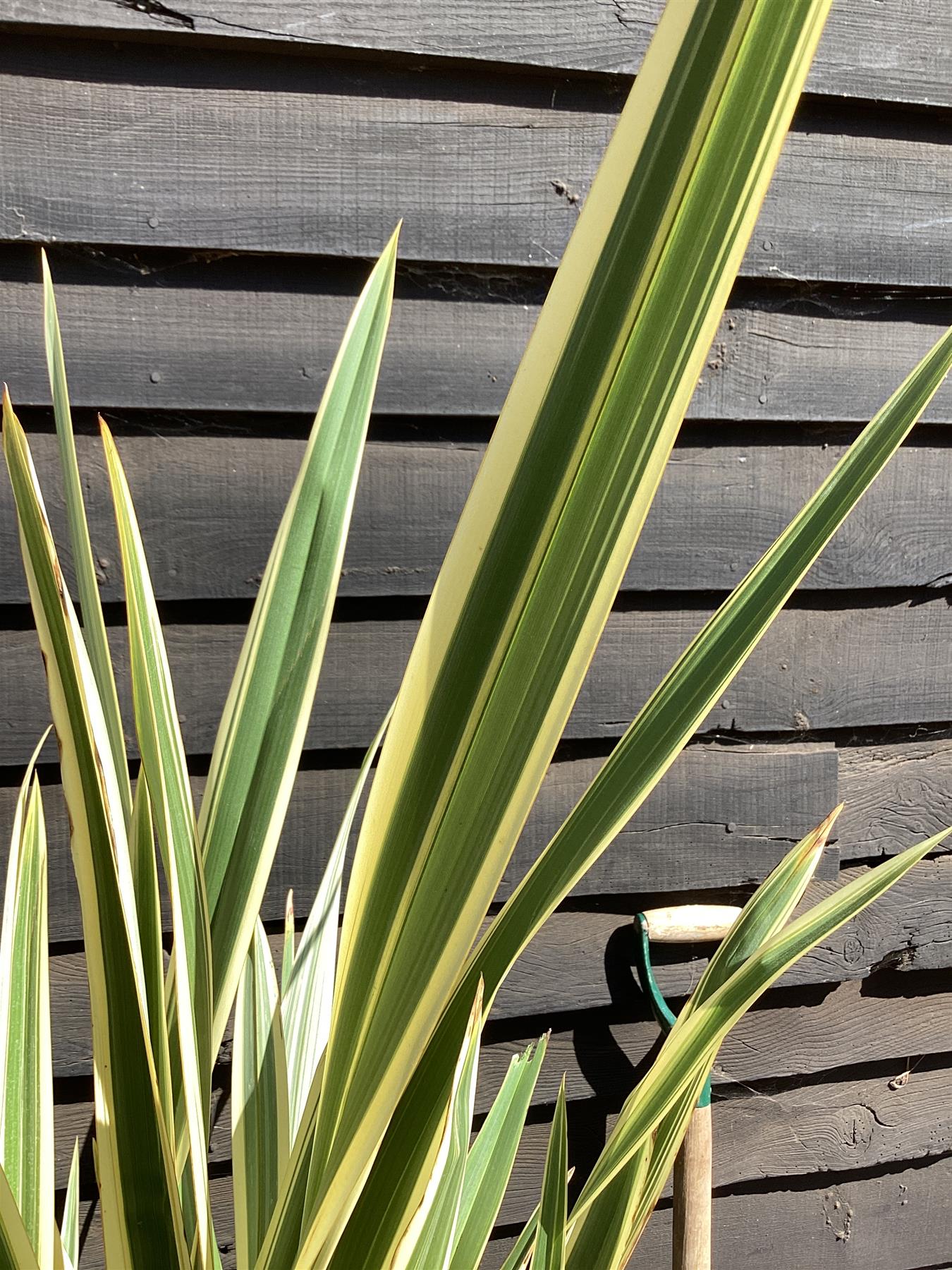 Phormium tenax 'Variegatum' | Variegated New Zealand Flax - 100-130cm, 25lt