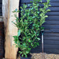 9 x Cherry Laurel 'Rotundifolia' - 150-170cm - 20lt
