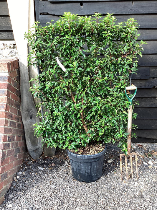 Prunus lusitanica | Portuguese Laurel Cherry - Frame - 160-170cm, 45lt