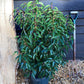 Portuguese laurel | Prunus lusitanica 'Angustifolia' - 100-120cm - 20lt