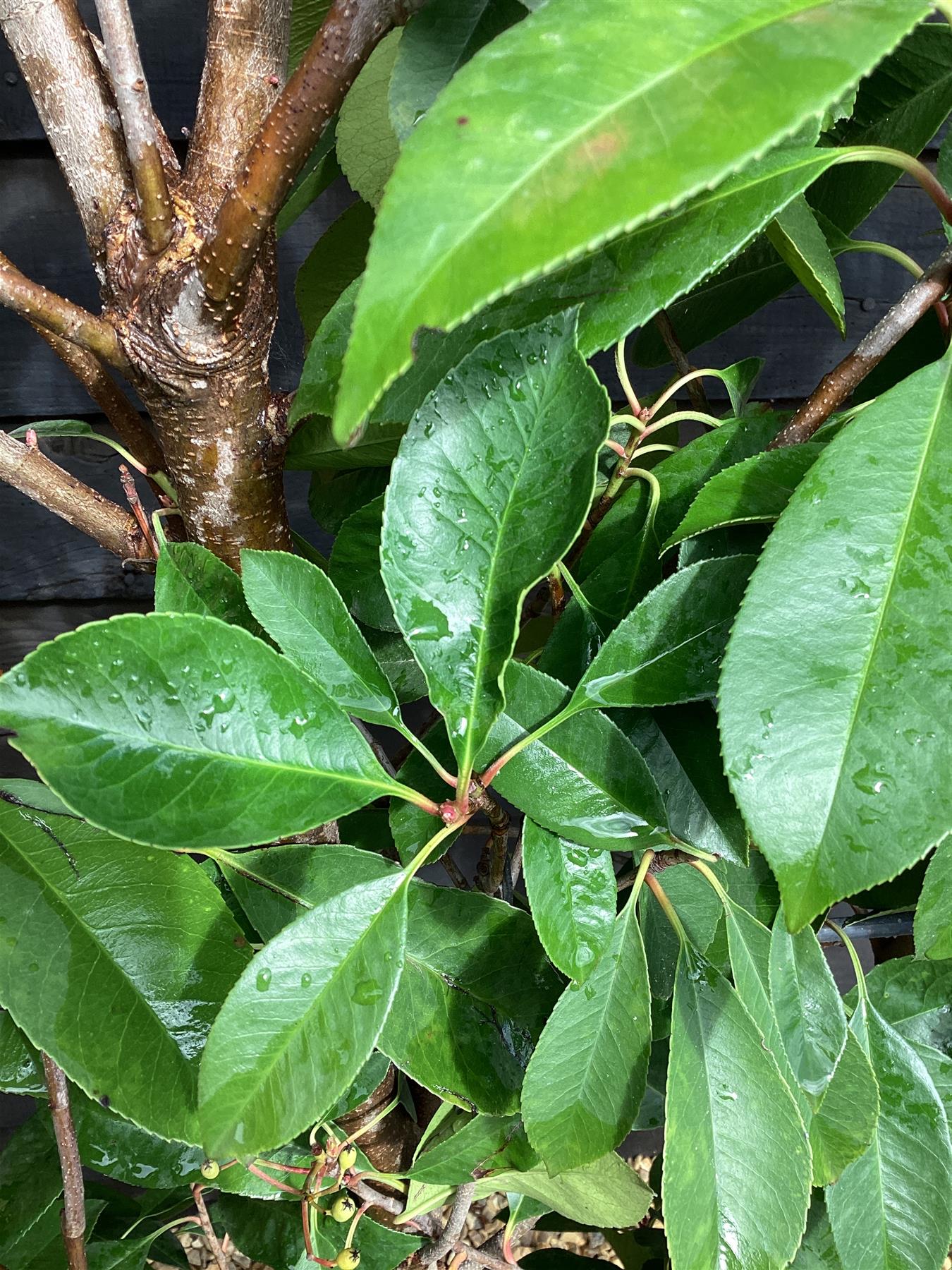 Photinia Red Robin | Christmas berry 'Little Red Robin' - Frame - 200-210cm, 55lt
