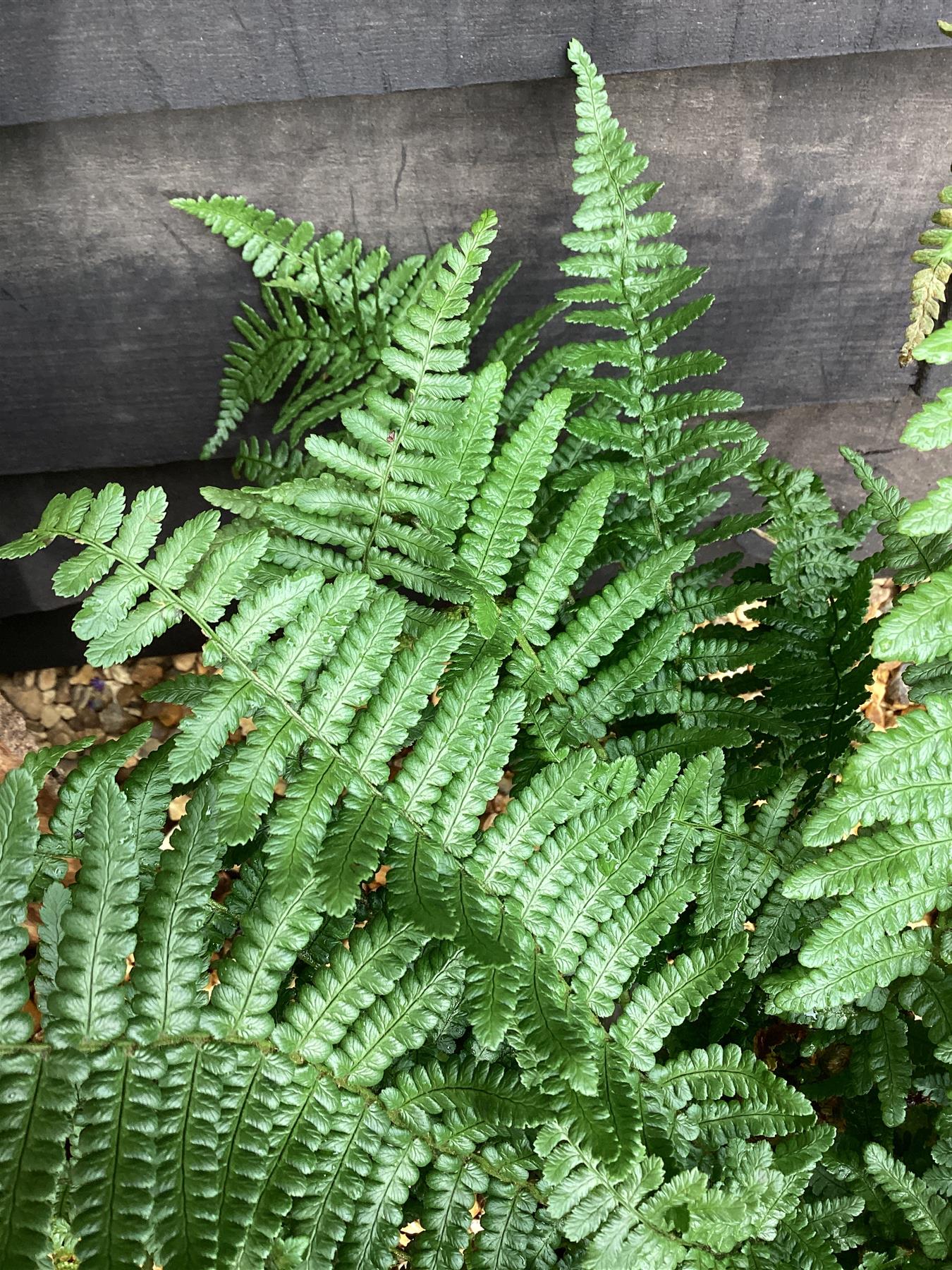 Dryopteris affinis | Golden Shield Fern - Pinderi - 55-60cm, 5lt