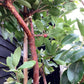 Arbutus unedo | Strawberry Tree - Girth 10-12cm - 250-270cm - 18lt