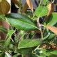 Magnolia Grandiflora 'Ferruginea' | Southern Magnolia - 175cm, 30lt
