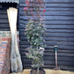 Acer palmatum 'Twombly's Red Sentinel' | Red Sentinel Japanese Maple - 220-230cm, 35lt