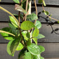 Trachelospermum jasminoides - Cane - 210-220cm, 10lt