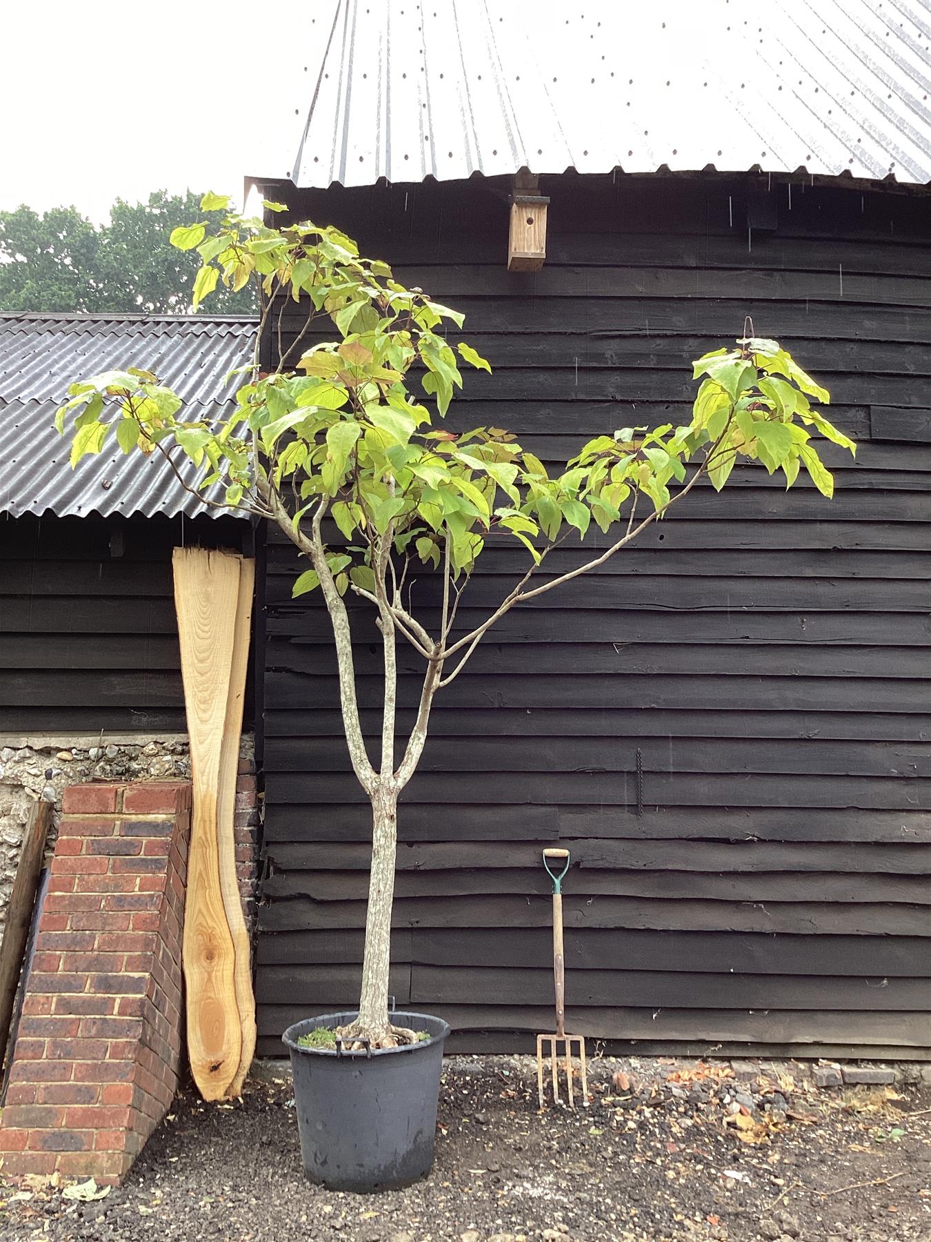 Catalpa biganoides Purpurea | Purple Hybrid Catalpa - 380-410cm, 90lt