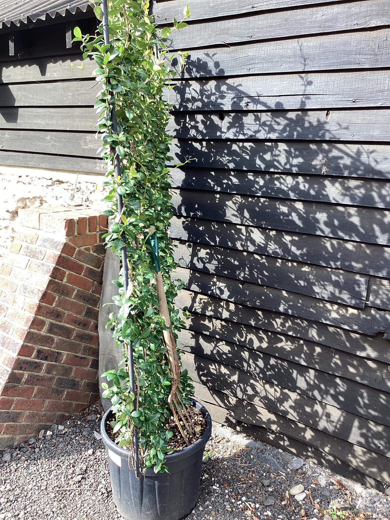 Trachelospermum jasminoides - Frame - 220-230cm, 70lt