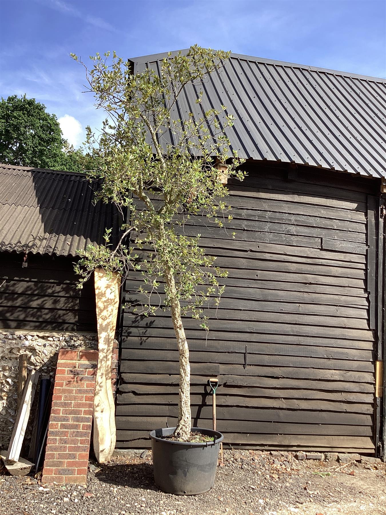 Quercus suber | Cork Oak - 450-500cm, 120lt