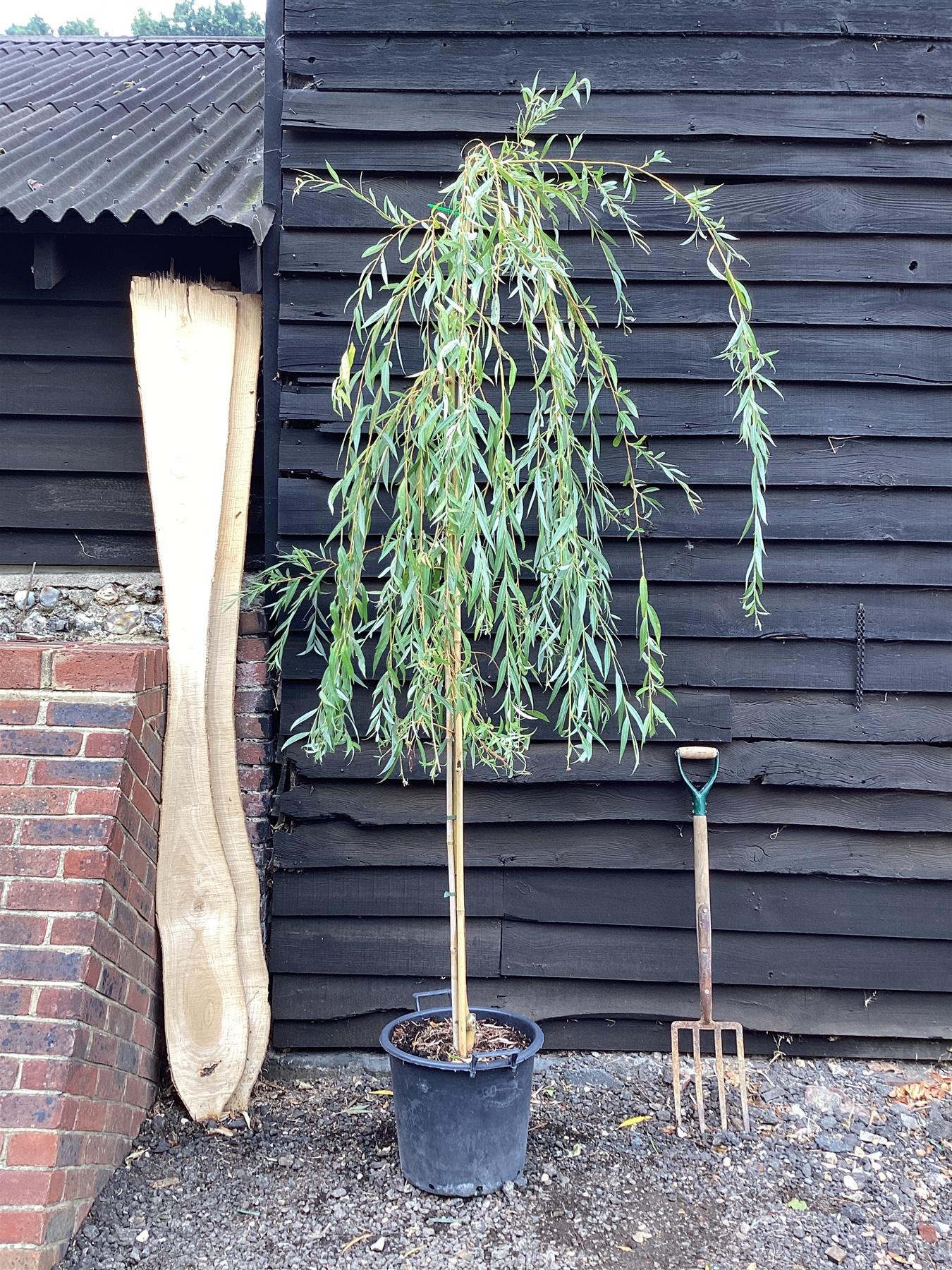 Salix Chrysocoma | Golden Weeping Willow - 300-350cm, 30lt