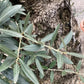 Olive Tree | Olea Europea 1/2 Std Girth 85cm - 210-220cm, 160lt
