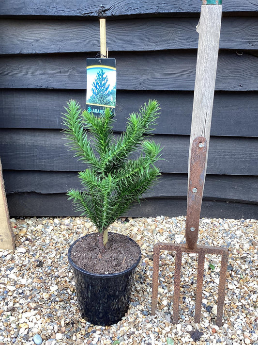 Araucaria araucana | Monkey Puzzle - 40-60cm - 5lt