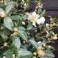 Camellia sasanqua Biancaneve | Camellia Biancaneve - ST100 - 210cm - 35lt