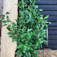 Cherry Laurel 'Rotundifolia' - 200-220cm - 30lt