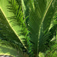 Cycas revoluta | King sago palm - 190-200cm - 70cm