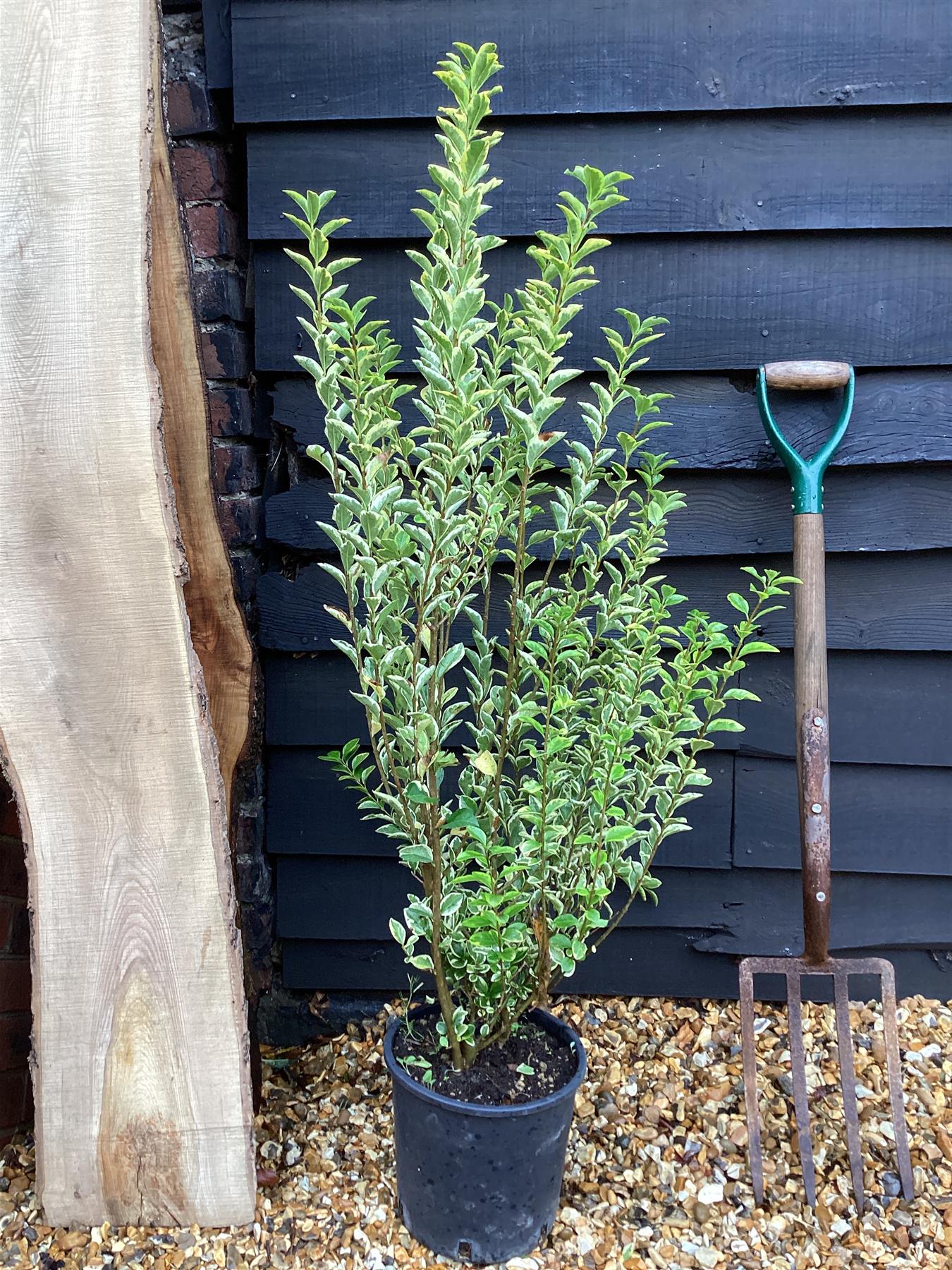 Ligustrum ovalifolium 'Aureum' | Golden Privet