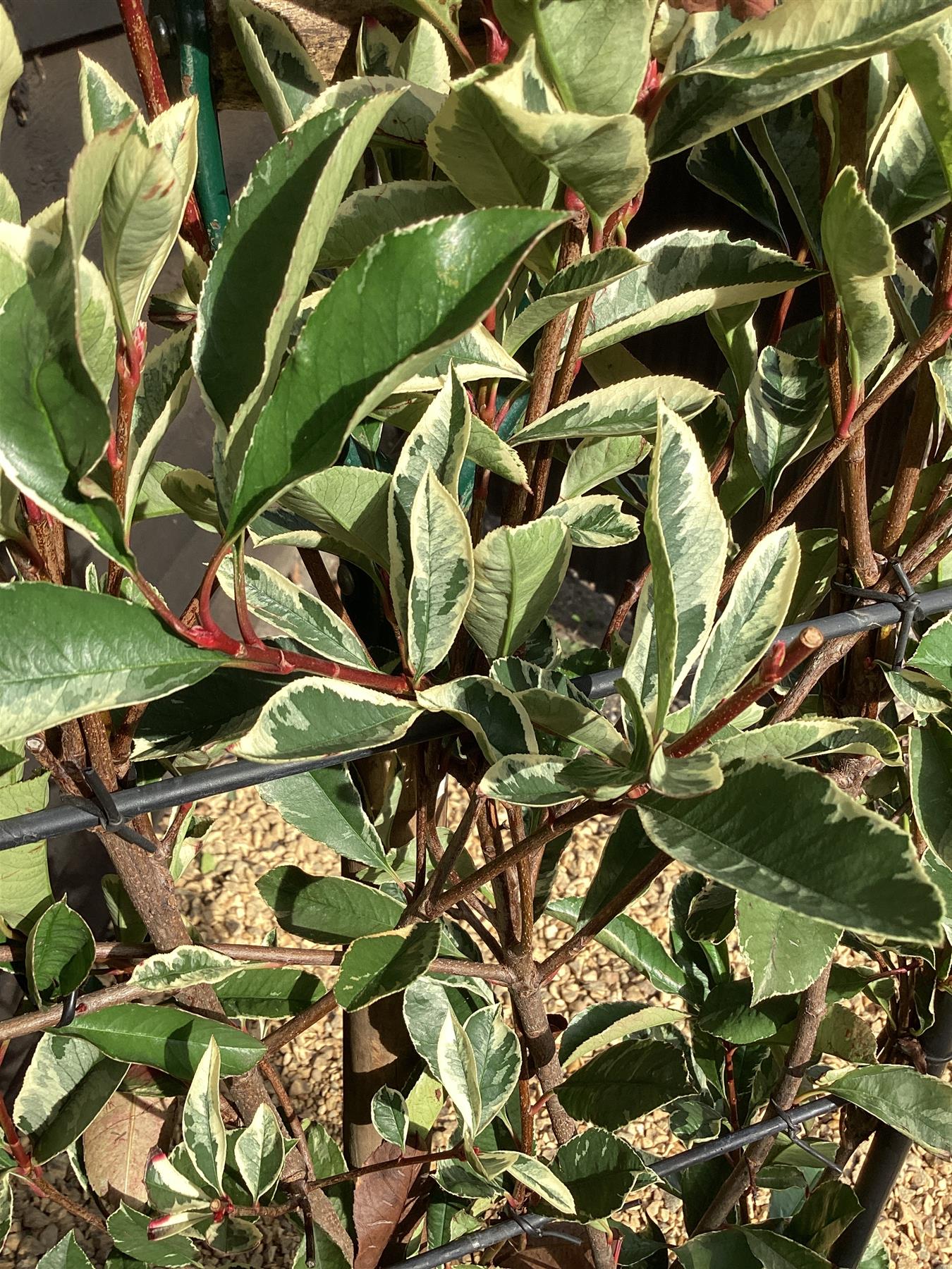 Photinia Pink Marble ('Cassini') | Christmas Berry Pink Marble - Half Frame - 140-150cm, 20lt