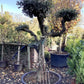 Olea Europea Cloud Tree | Common Olive - 5 Clouds -170-180cm, 285lt