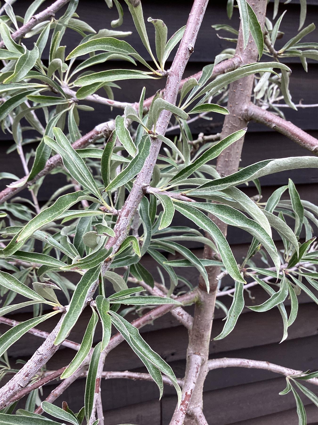 Pyrus salicifolia 'Pendula' | Weeping Silver Pear - 220-240cm, 20lt