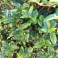 Ligustrum jonandrum | Delavay Privet Tree 1/2 std - 140-160cm, 25lt