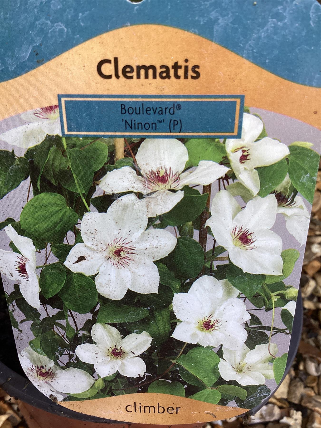 Clematis Ninon - 20-40cm, 2lt