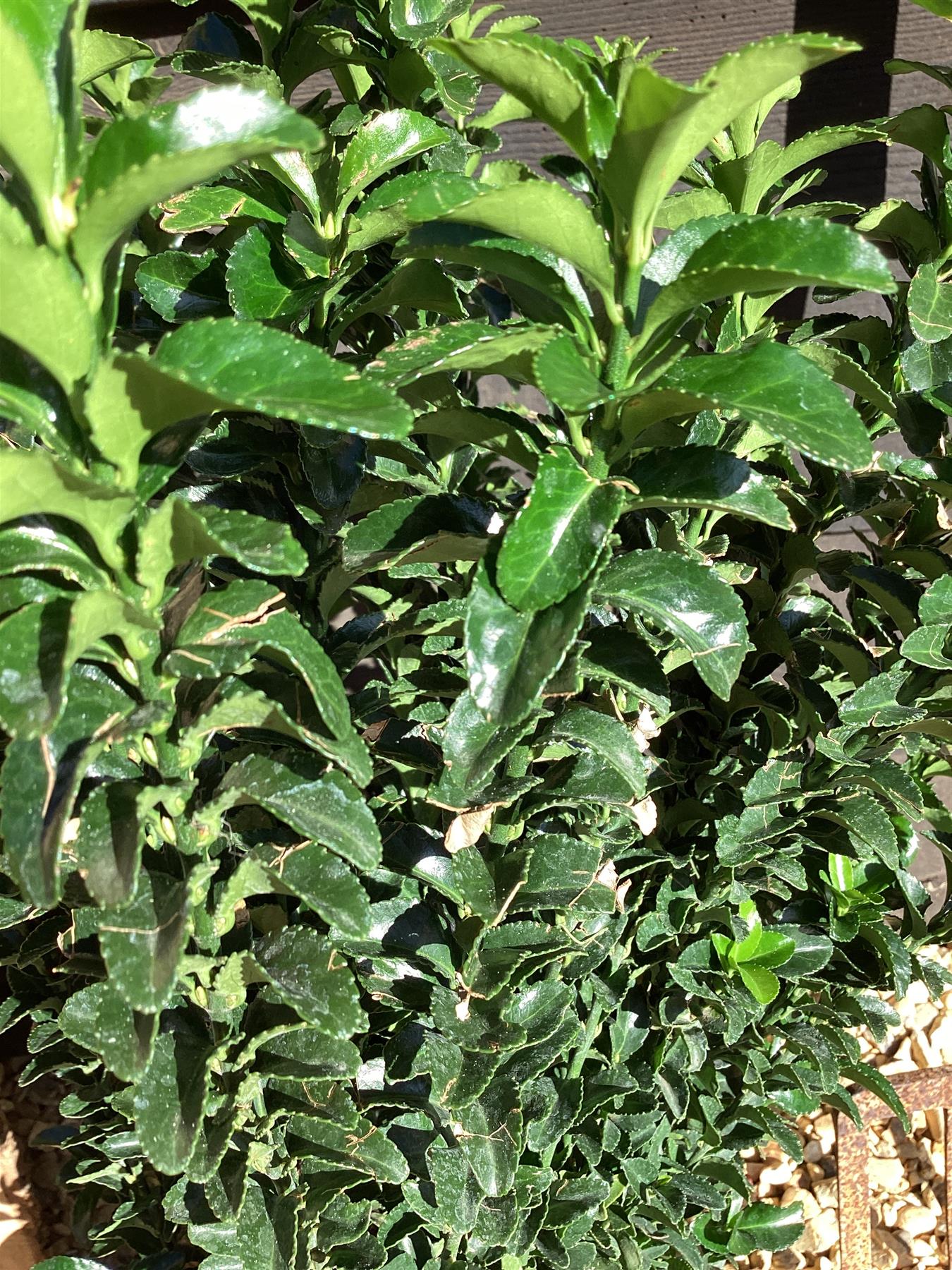 Euonymus japonicus 'Green Spire' - 10lt