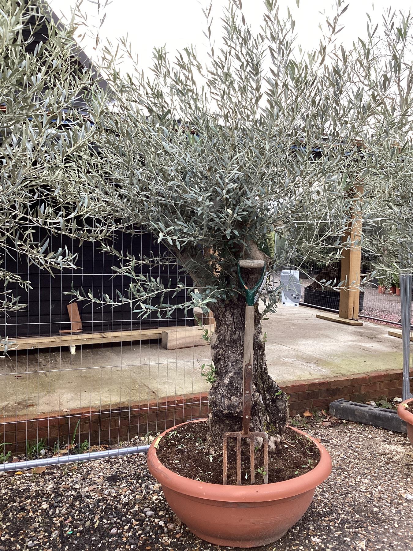 Olive Tree | Olea Europea 1/2 Std - 200-240cm, 90lt
