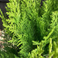 Chamaecyparis lawsoniana 'Ivonne' | False cypress 'Ivonne' - 2lt