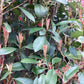 Photinia x fraseri Red Robin - Bush - 250-270cm - 130t