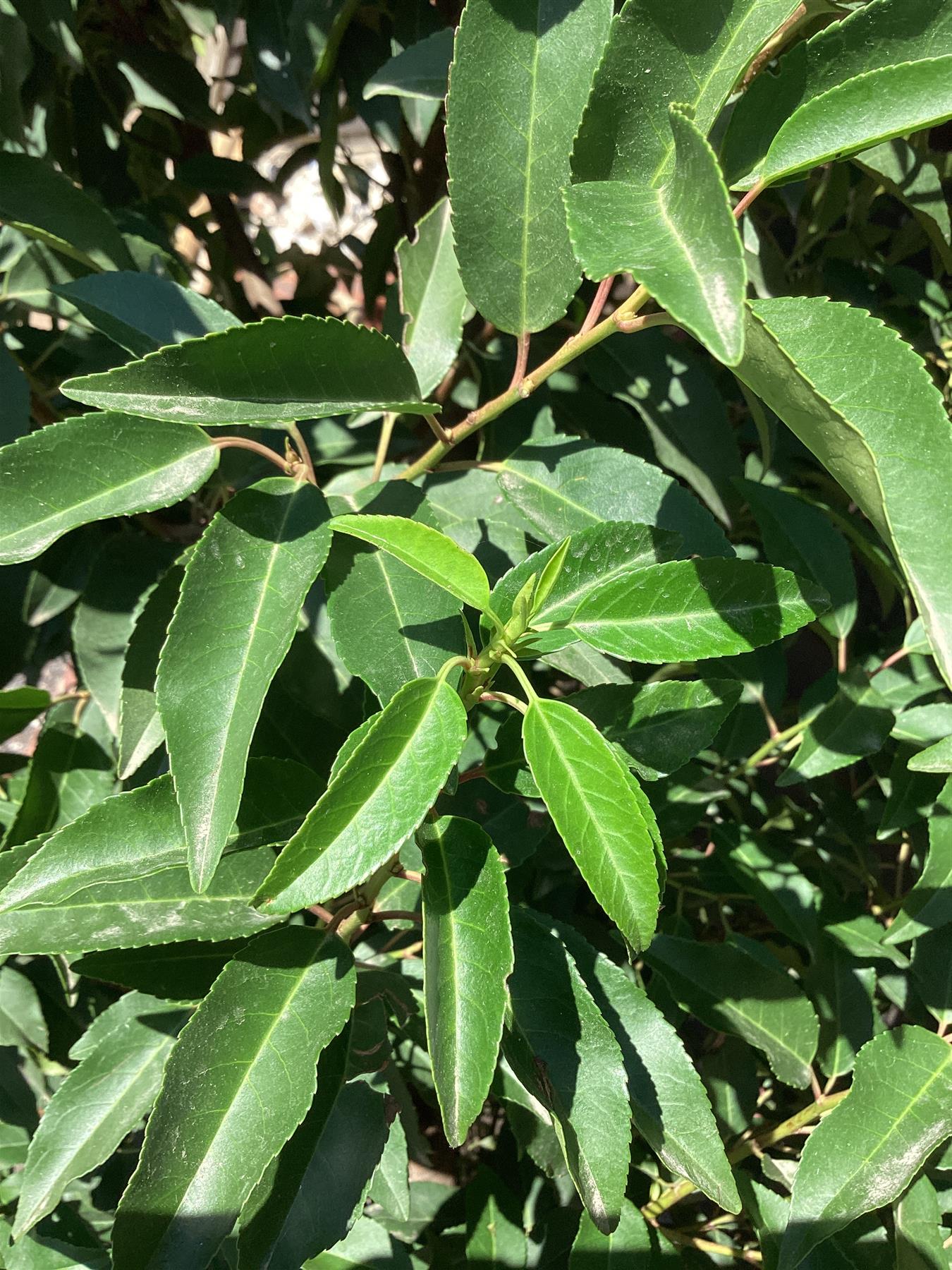 Prunus lusitanica 'Angustifolia' | Portuguese Laurel 'Myrtifolia' - 200cm, 55lt
