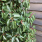6 x Prunus lusitanica 'Angustifolia' - 160-170cm - 30lt