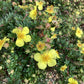 Potentilla fruticosa 'Elizabeth' | Buttercup shrub - 12lt