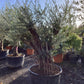 Olive Tree | Olea Europea 1/2 Standard 140cm girth - 200-210cm, 240lt