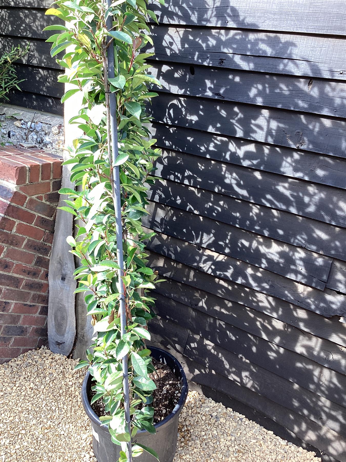 Photinia Red Robin | Christmas berry 'Little Red Robin' - Frame - 220-230cm, 70lt
