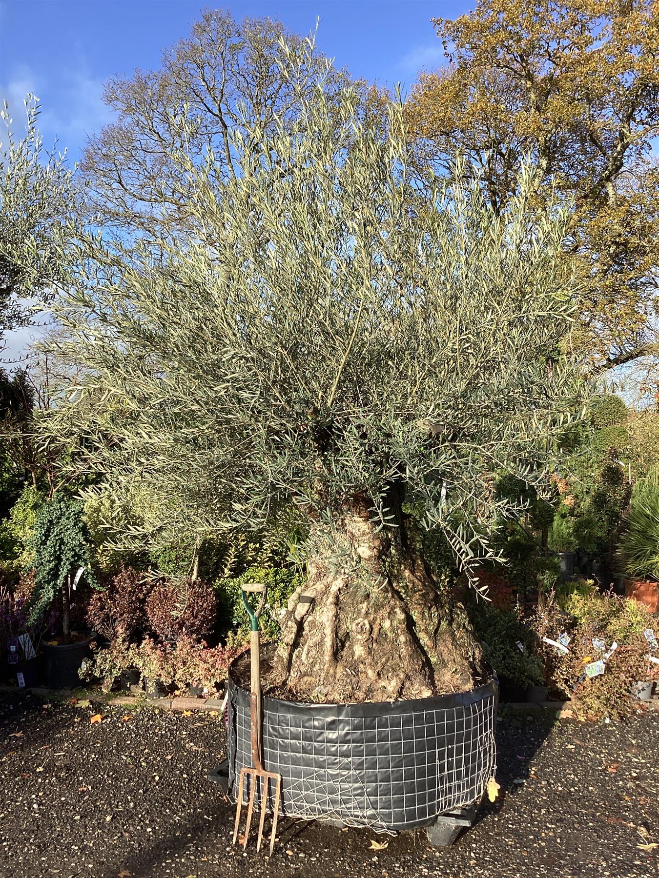 Olive Tree | Olea Europea 1/2 Std Crown - 270-280cm, 500lt