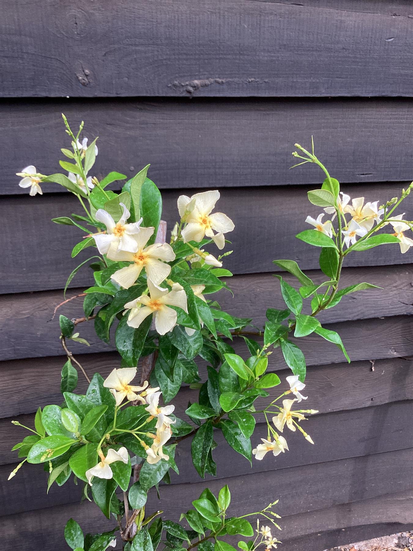 Trachelospermum jasminoides | Star of Toscana - 40-60cm, 2lt