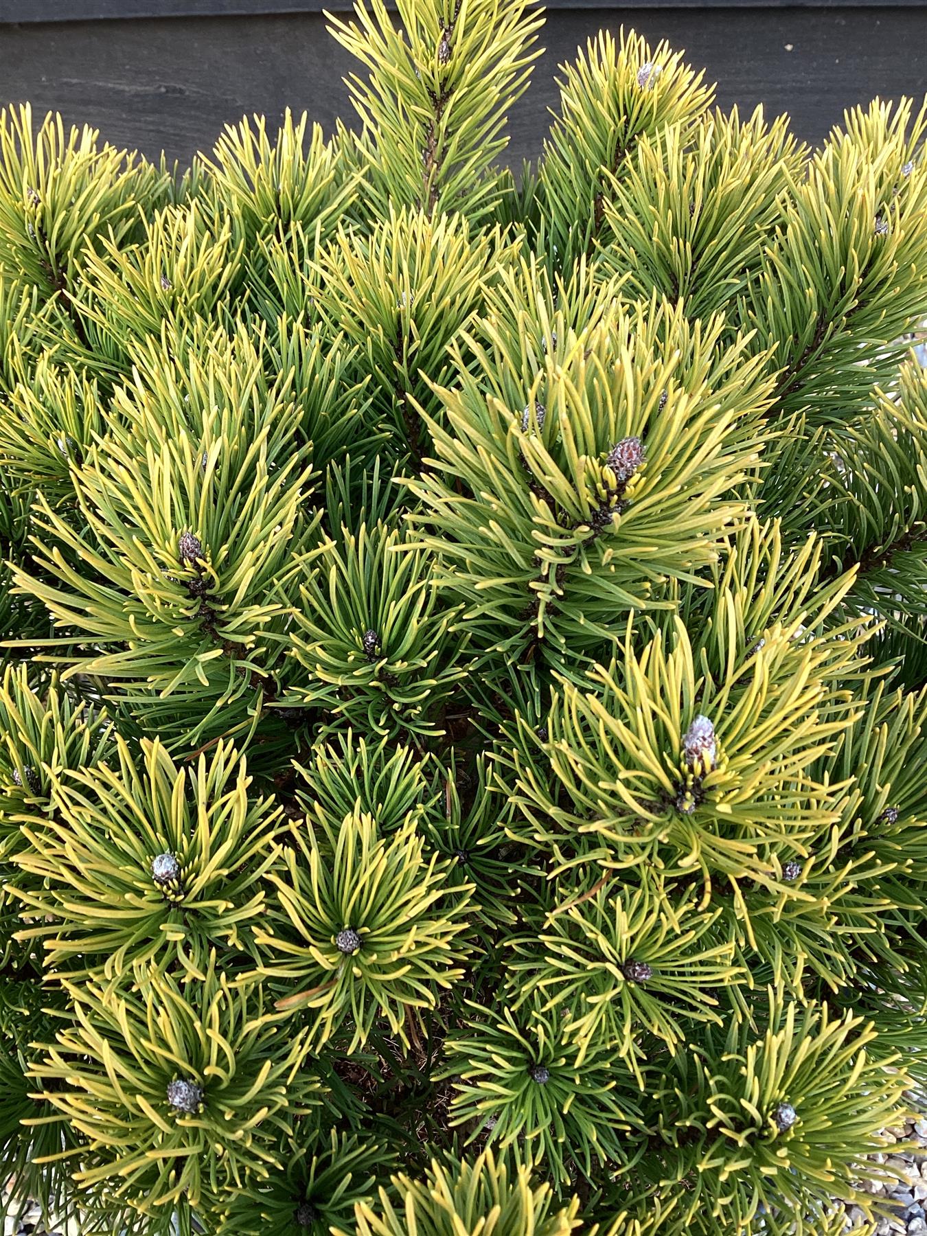 Pinus mugo 'Carsten's Wintergold' - Height 30-40cm - Width 30-40cm - 12lt