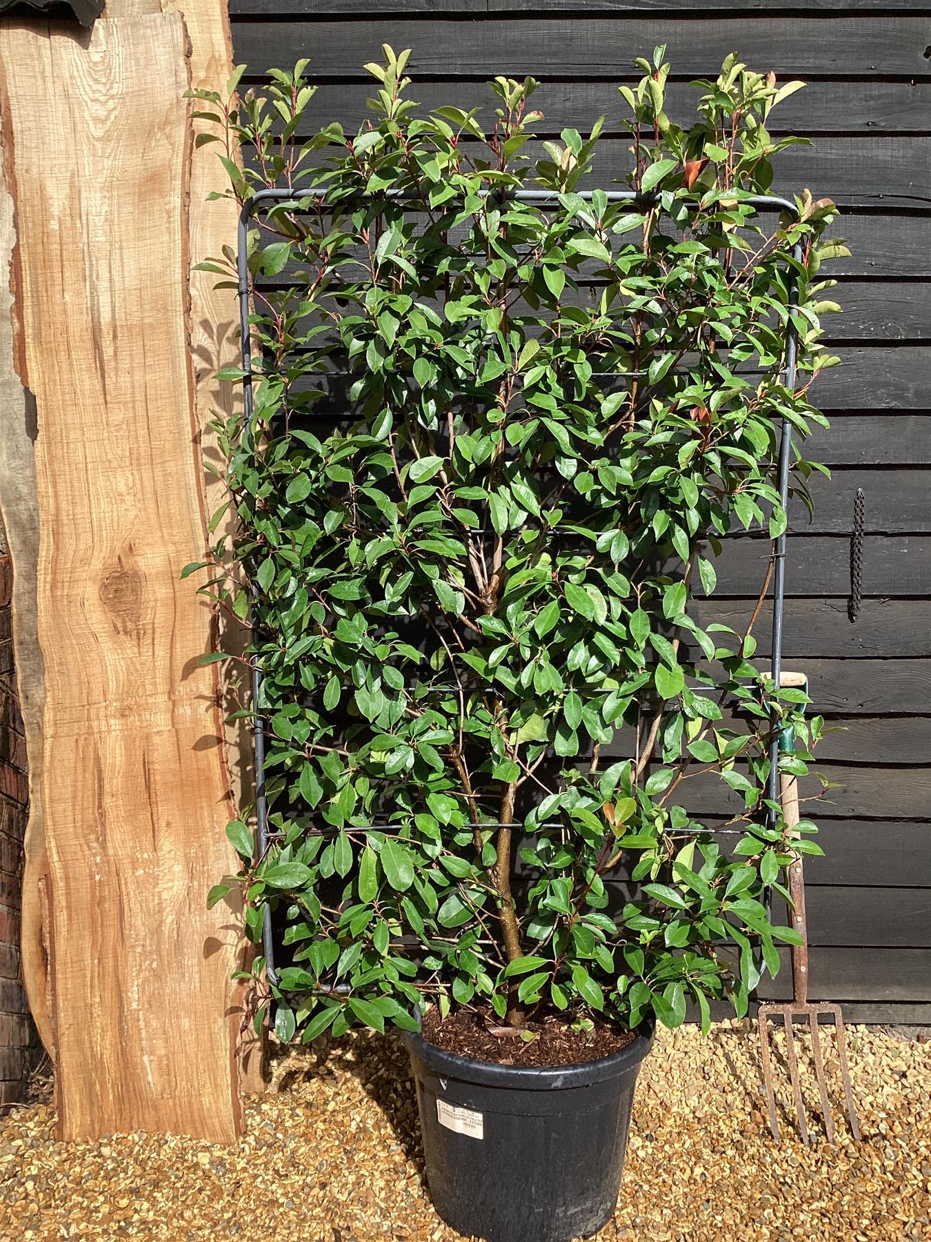 Photinia Red Robin | Christmas berry 'Little Red Robin' - Frame - 200-210cm, 55lt