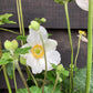Anemone White - 40-50cm, 2lt