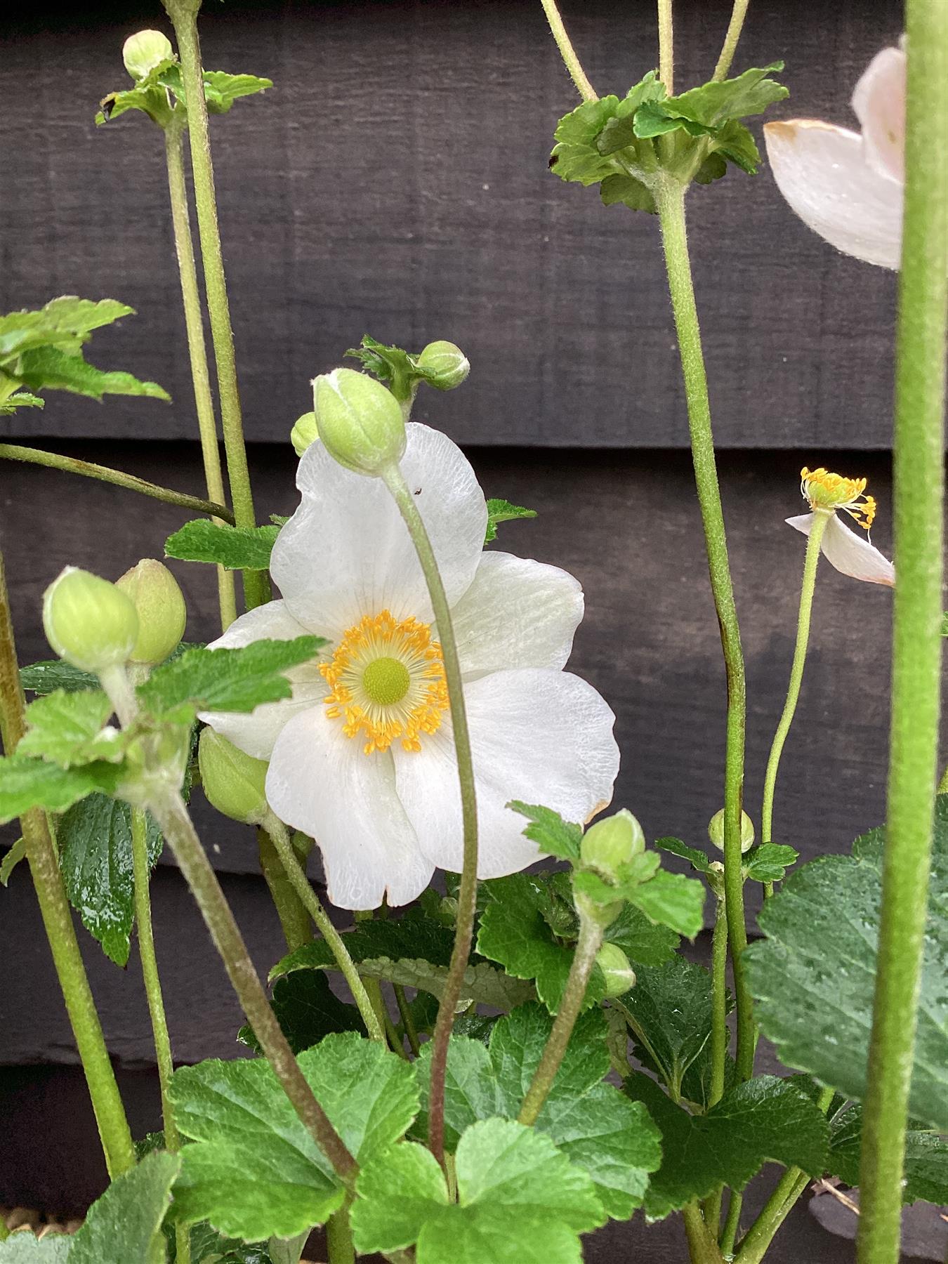 Anemone White - 40-50cm, 2lt